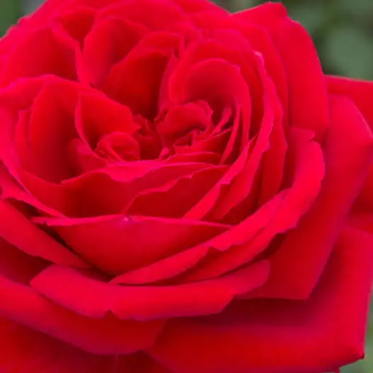 Comanda trandafiri online - Roșu - trandafiri târâtori și cățărători, Climber - trandafir cu parfum intens -  - Alain Meilland - ,-